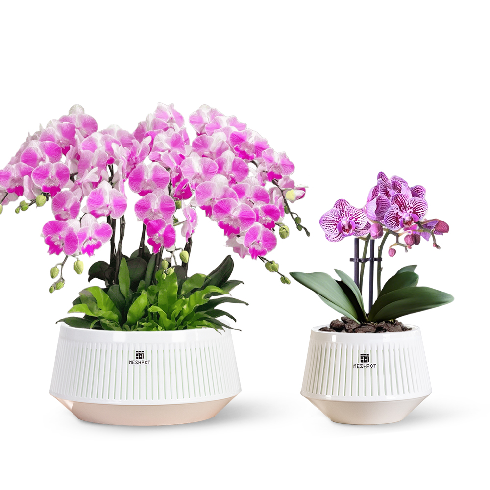 Aloe Vera Pot - Doniczka siatkowa do storczyków z otworami