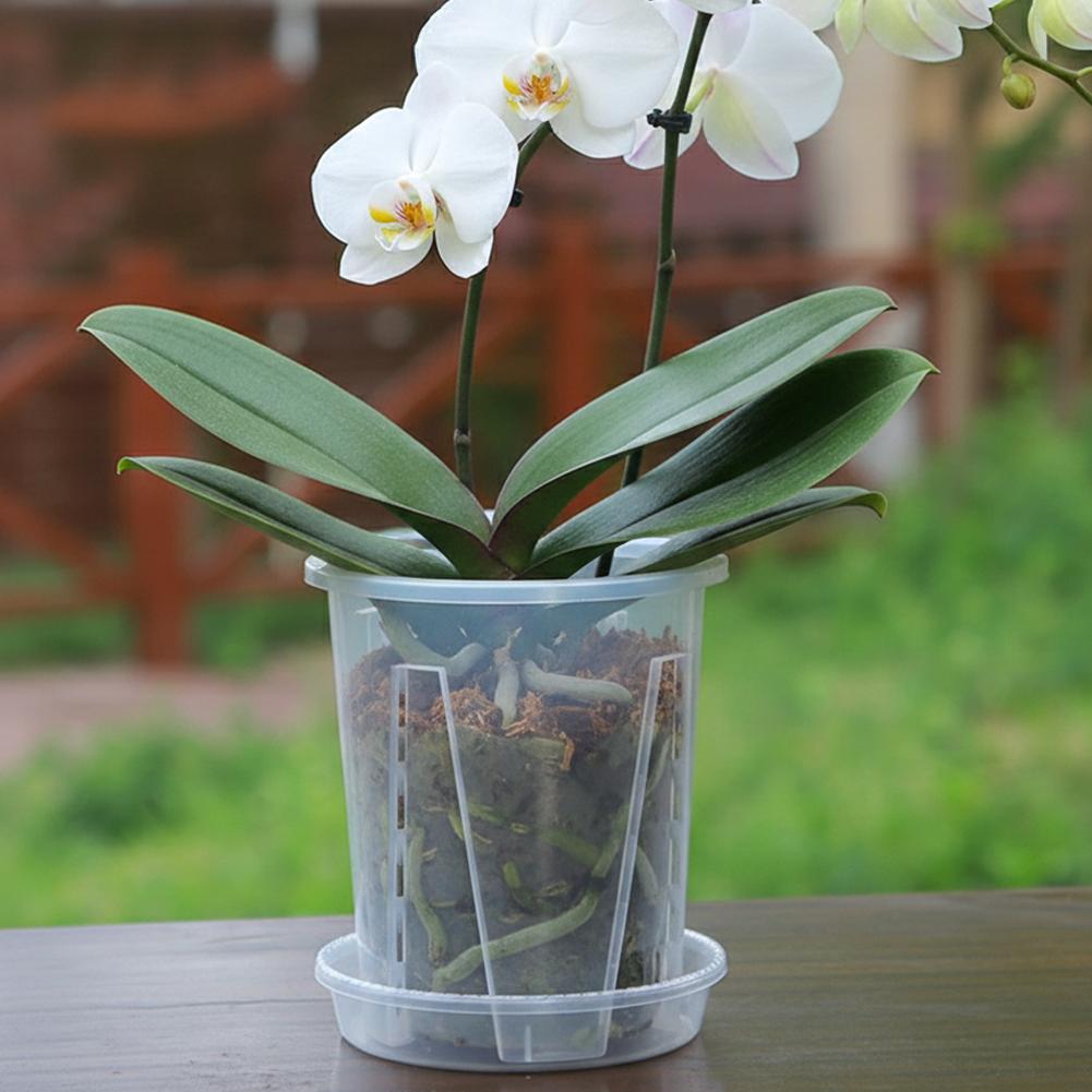 Plastikowa doniczka do kontrol – Aloe Vera Pot recenzja i cena