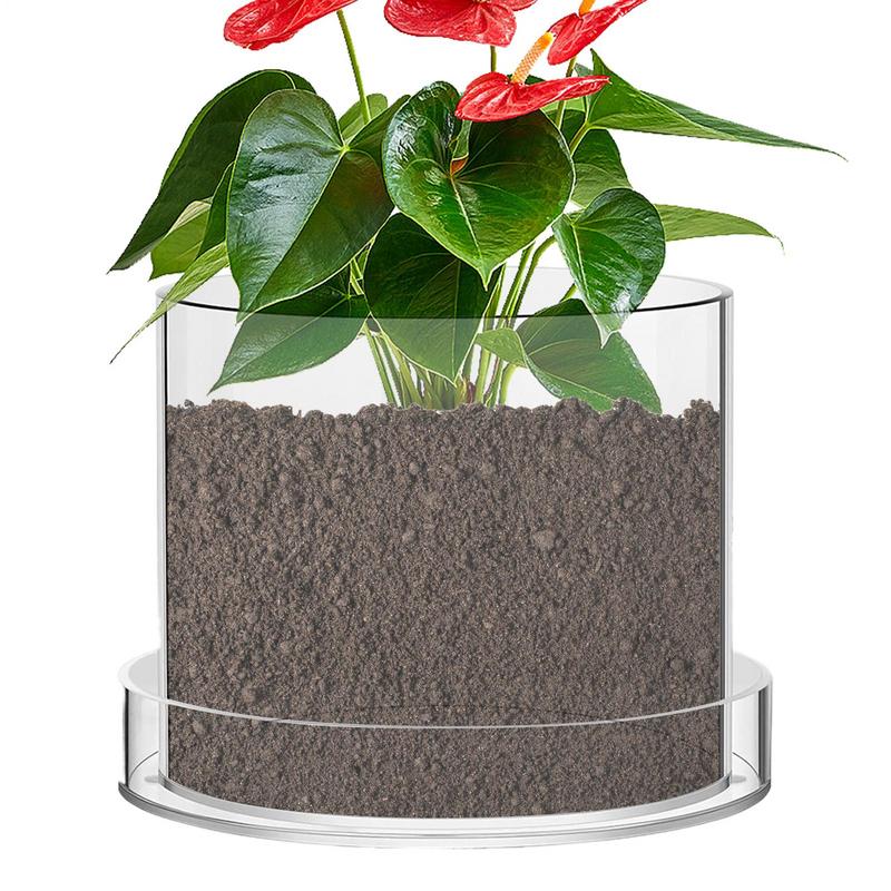 Przezroczyste doniczki z odpły – Aloe Vera Pot recenzja i cena