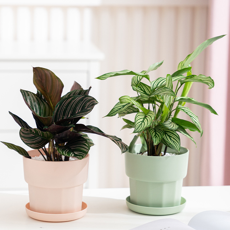 Doniczka na sukulenty w stylu  – Aloe Vera Pot recenzja i cena