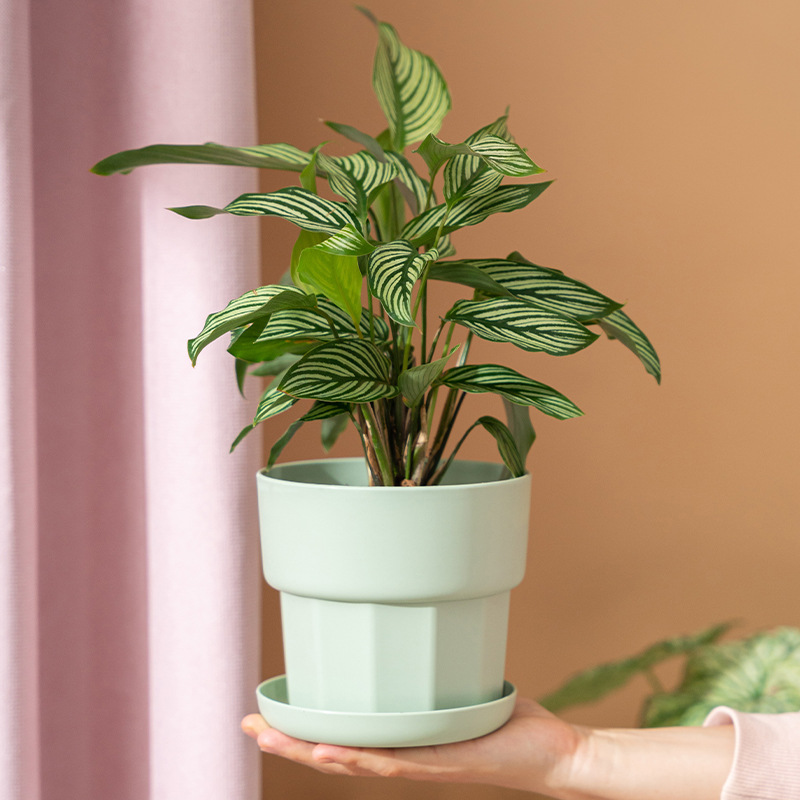 Doniczka na sukulenty w stylu  – Aloe Vera Pot recenzja i cena